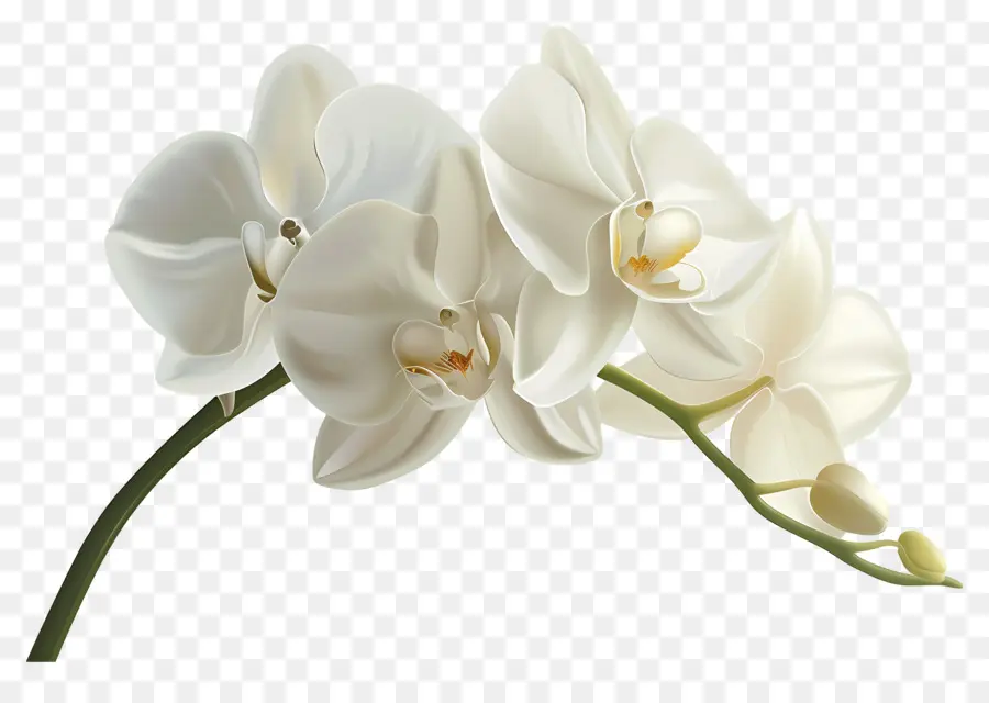 Flor De Orquídea，Orquídea PNG