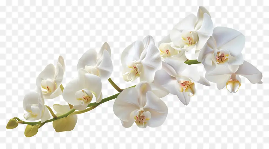 Flor De Orquídea，Orquídeas Blancas PNG