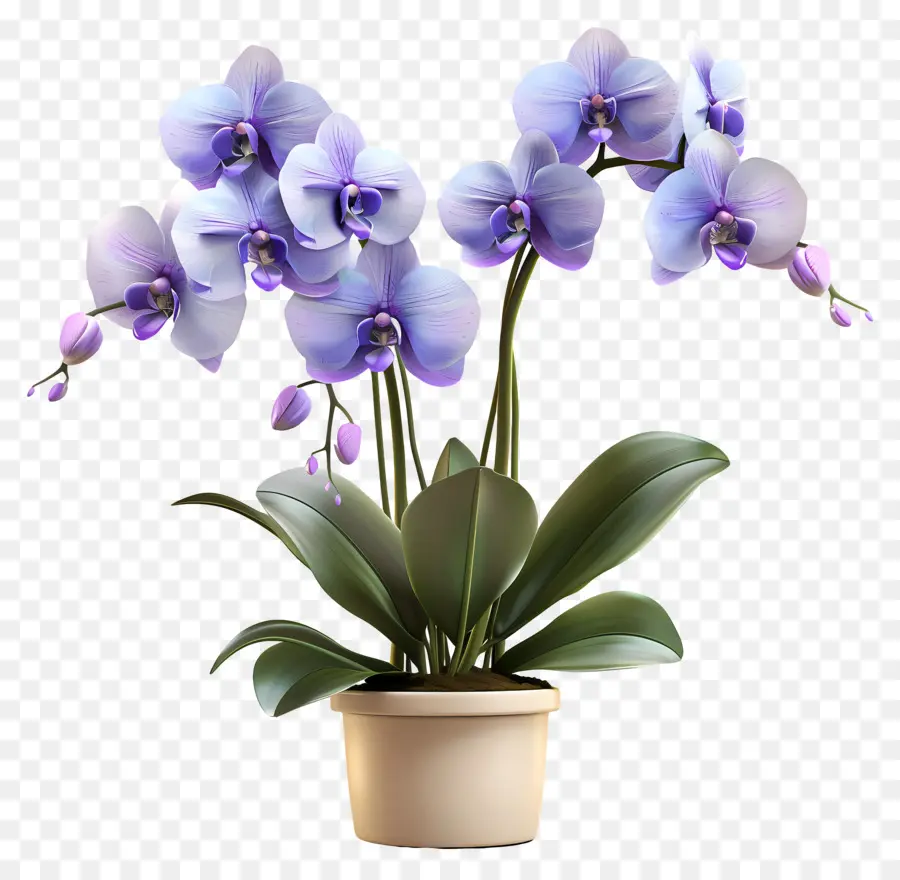 Flores De Orquídeas En Macetas，Orquídea Azul PNG