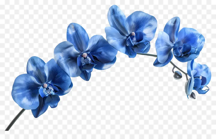 Flor De Orquídea，Orquídea Azul PNG