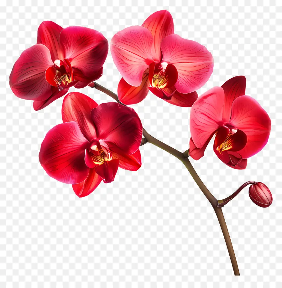 Flor De Orquídea，Orquídea Roja PNG