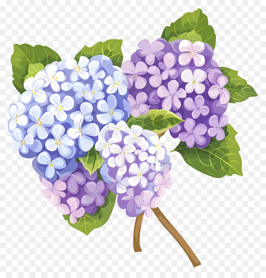 Flores De Hortensia，Púrpura PNG