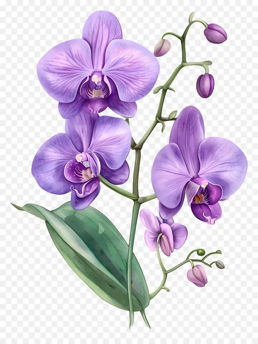 Flor De Orquídea，Orquídeas Moradas PNG