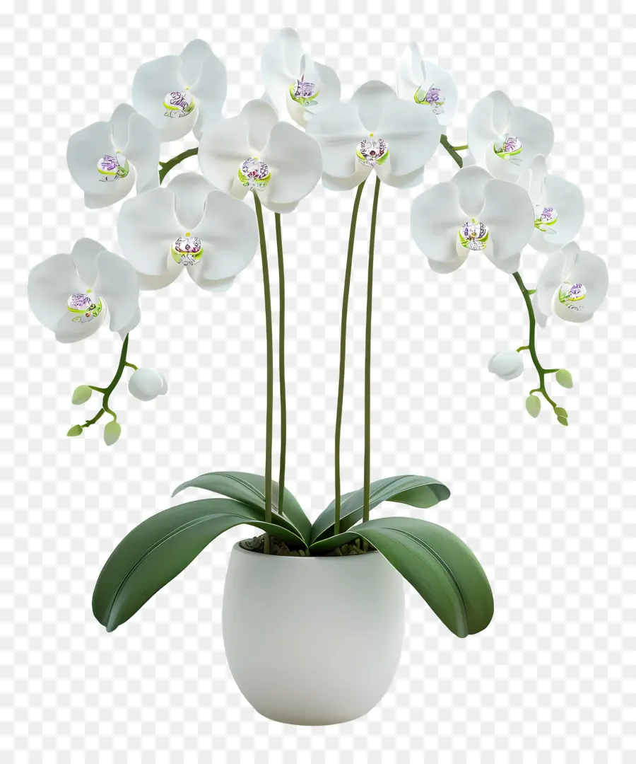 Flores De Orquídeas En Macetas，Orquídea Blanca PNG