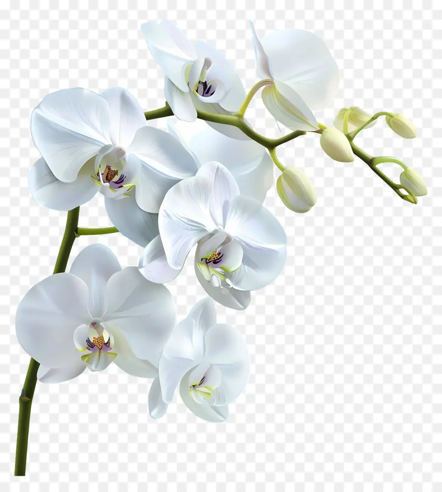 Flor De Orquídea，Orquídea Blanca PNG