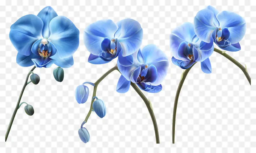 Flor De Orquídea，Orquídea Azul PNG