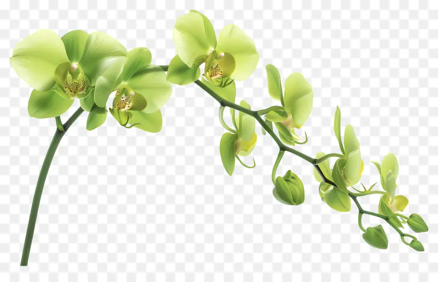 Flor De Orquídea，Orquídea PNG