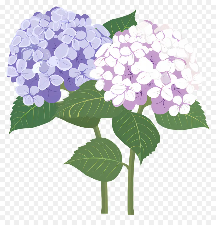 Flores De Hortensia，Flores Moradas PNG