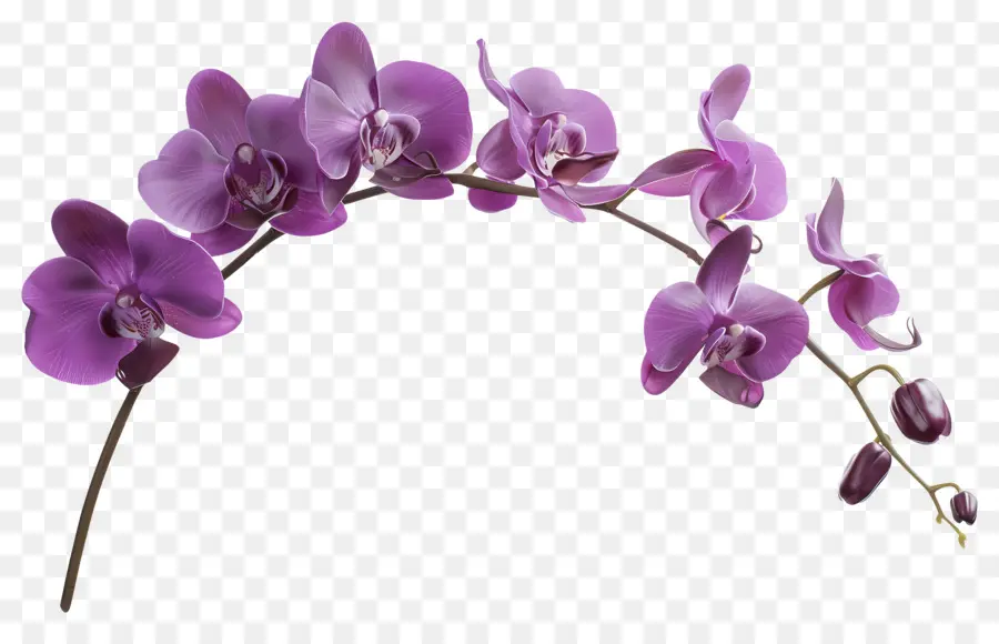 Flor De Orquídea，Orquídea Rosa PNG