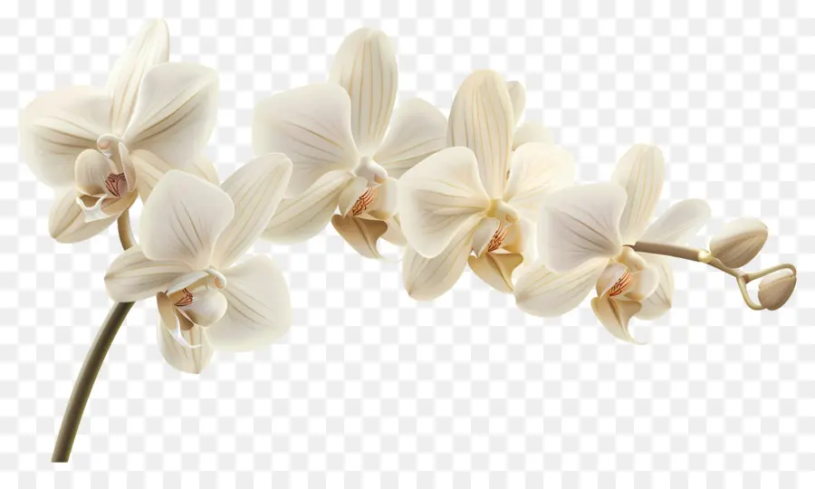 Flores De Orquídeas De Vainilla，Orquídeas Blancas PNG