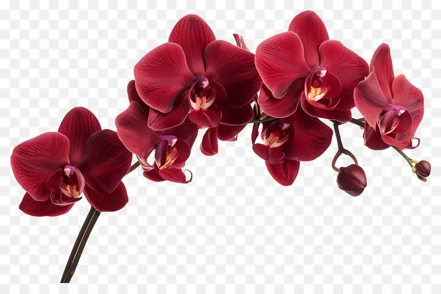 Flor De Orquídea，Orquídeas Rojas PNG