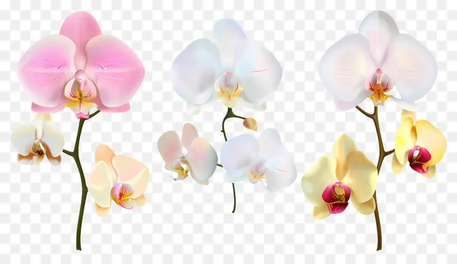 Flor De Orquídea，Flores De Orquídeas PNG