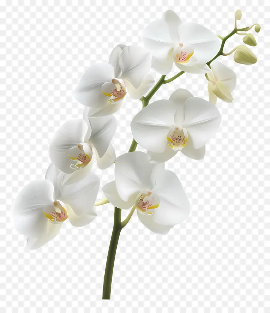 Flor De Orquídea，Orquídea Blanca PNG