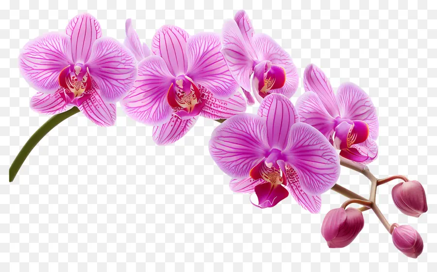 Flor De Orquídea，Orquídea Rosa PNG