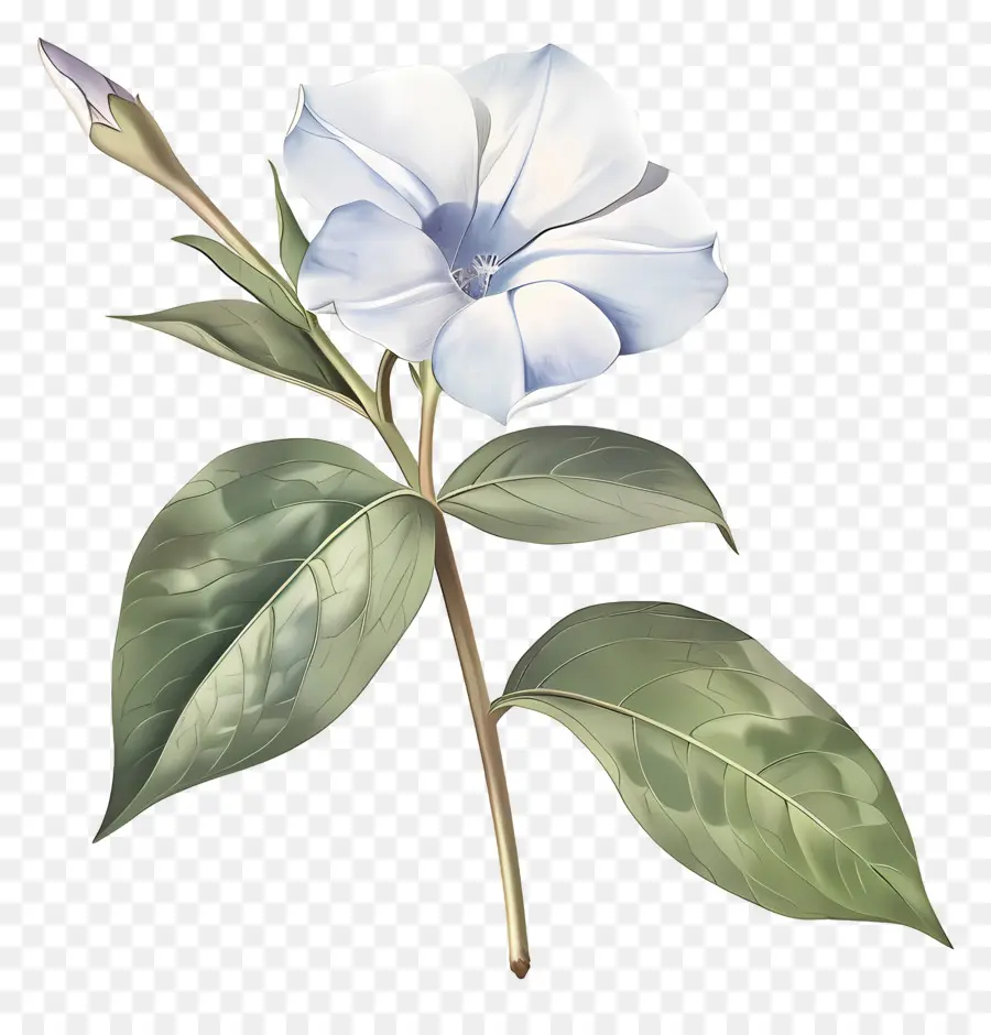 Flor Pequeña，Flores Azules PNG