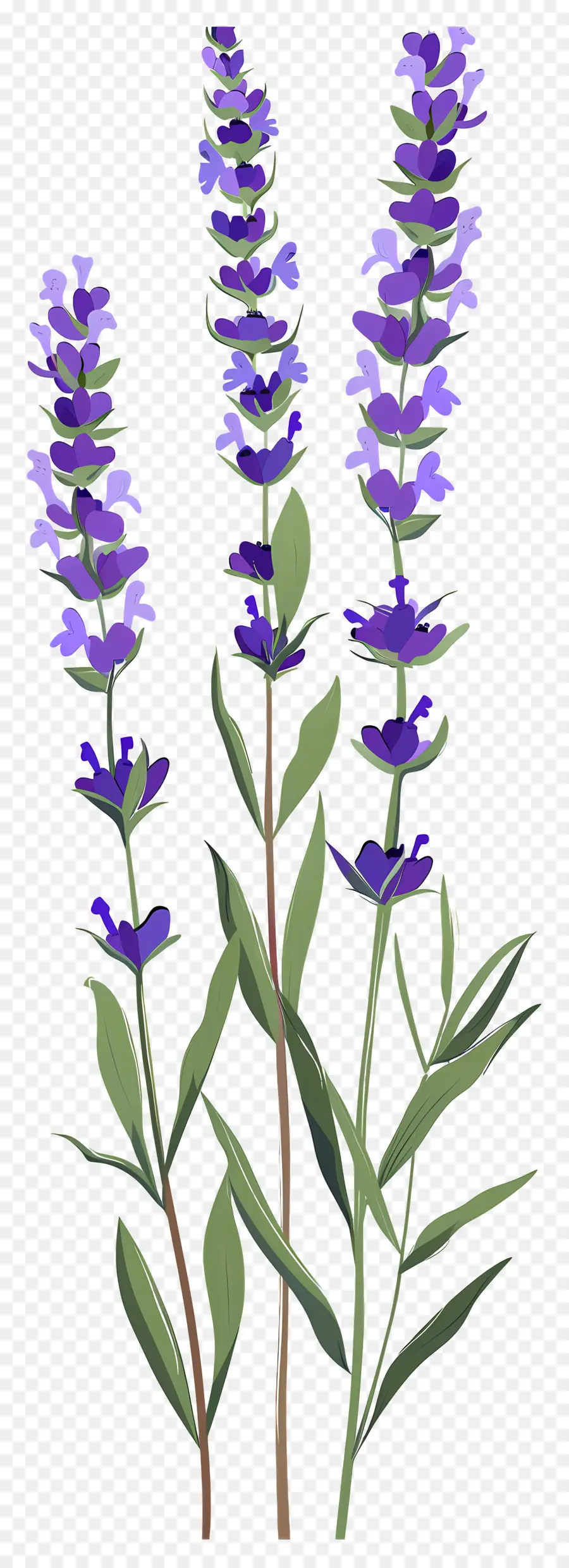 Flores De Lavanda，Flores Moradas PNG