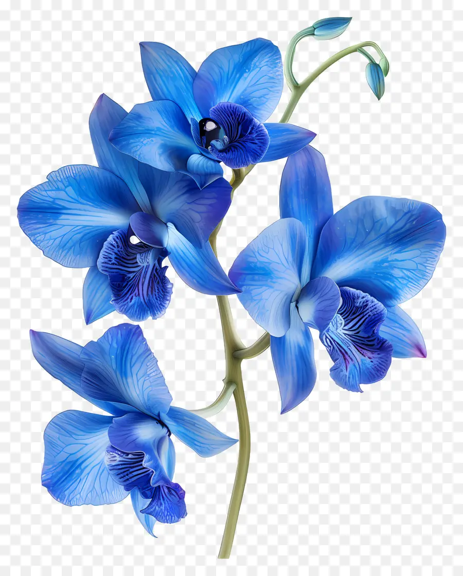 Flor De Orquídea，Orquídea Azul PNG