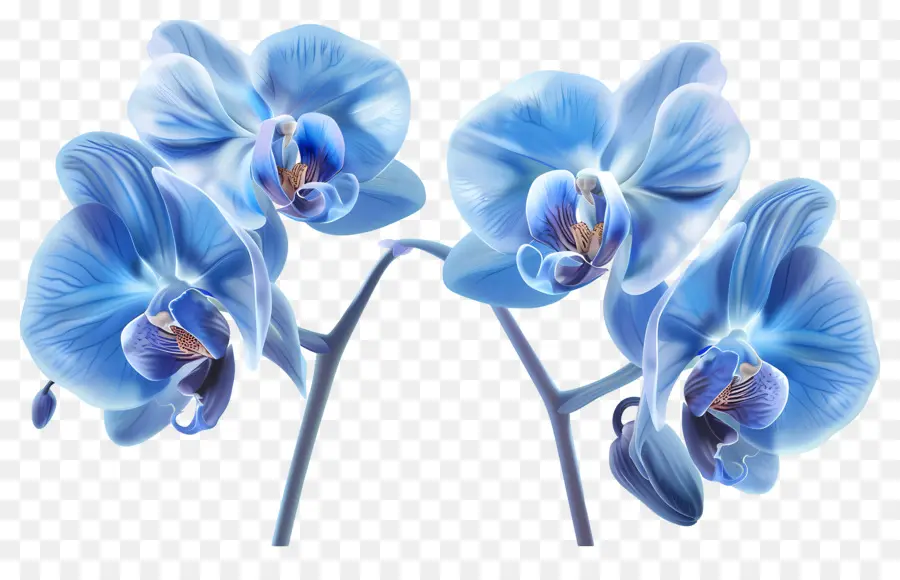 Flor De Orquídea，Orquídea Azul PNG