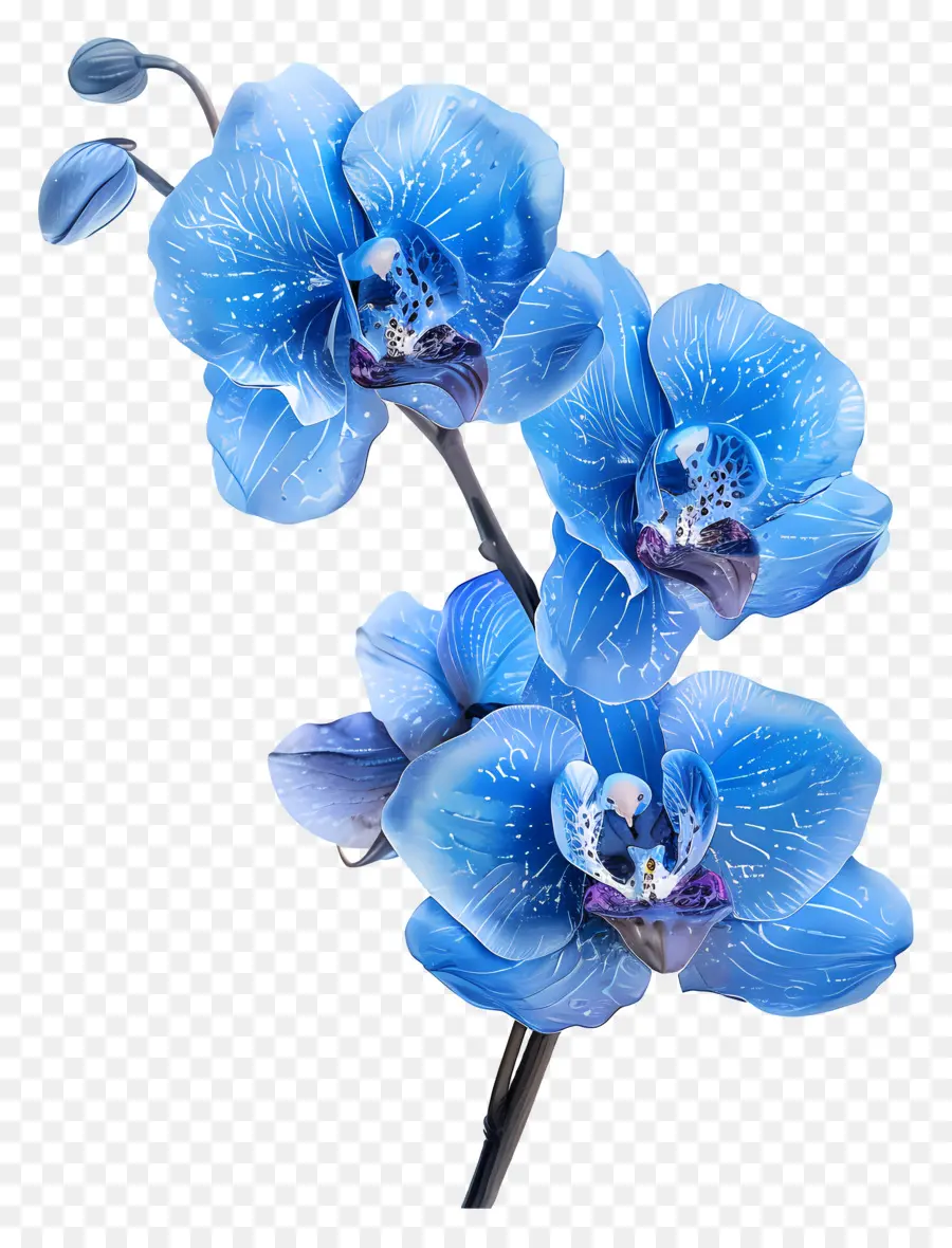 Flor De Orquídea，Orquídea Azul PNG