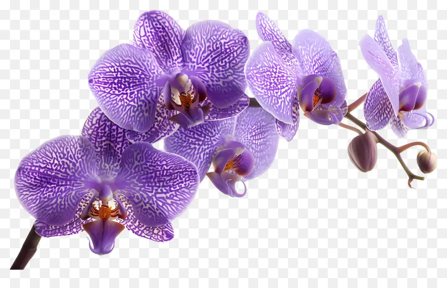 Flor De Orquídea，Orquídea Azul PNG