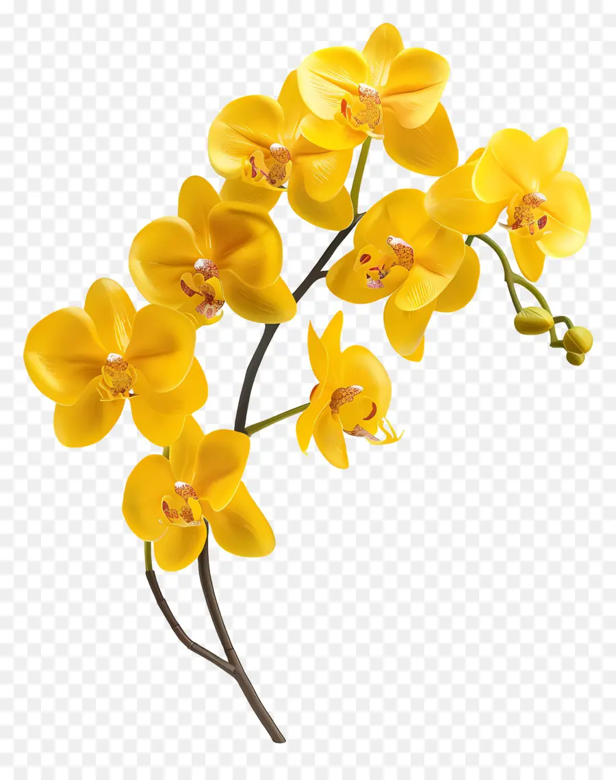 Flor De Orquídea，Orquídeas Amarillas PNG