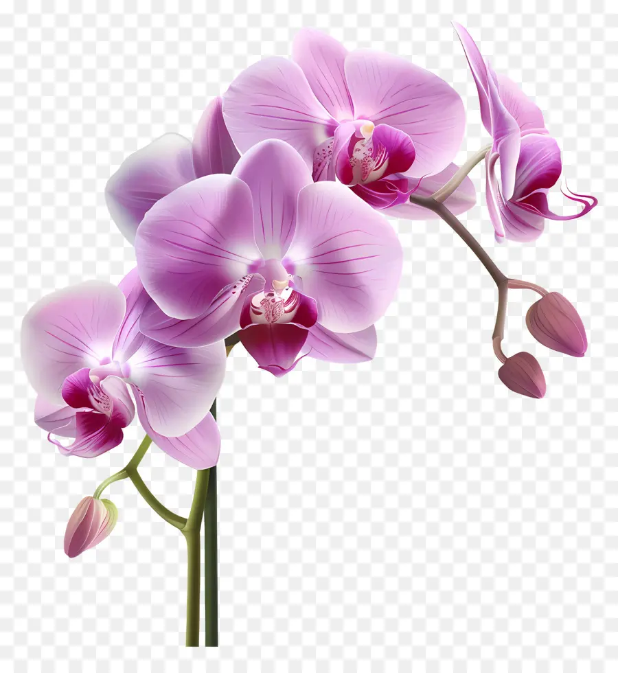 Flor De Orquídea，Orquídea Blanca PNG