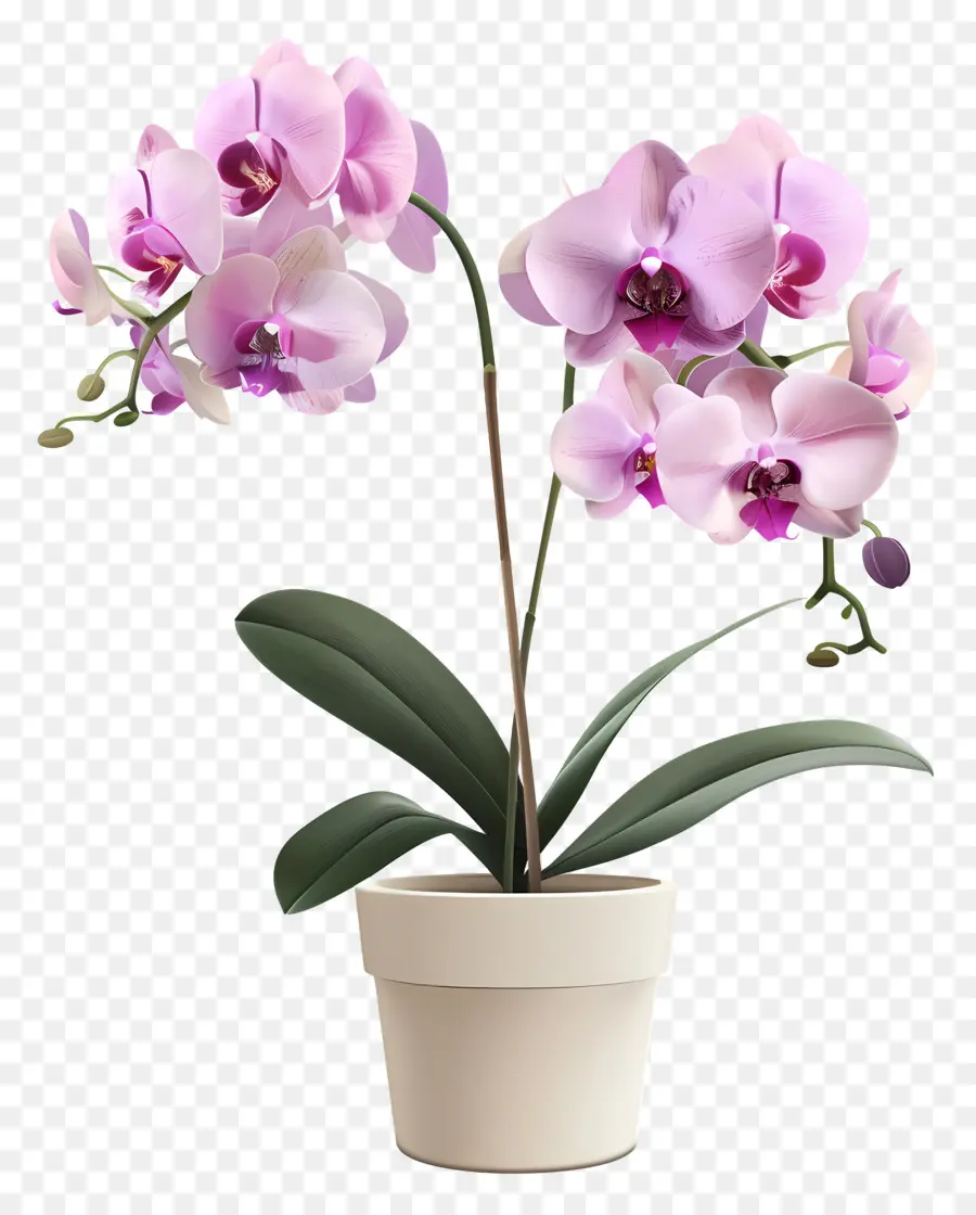 Flores De Orquídeas En Macetas，Orquídea PNG