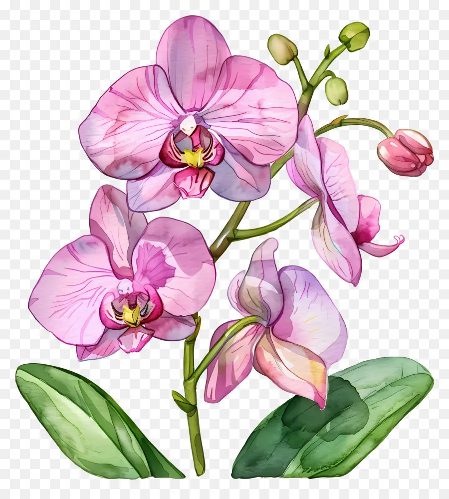 Flor De Orquídea，Orquídeas Moradas PNG