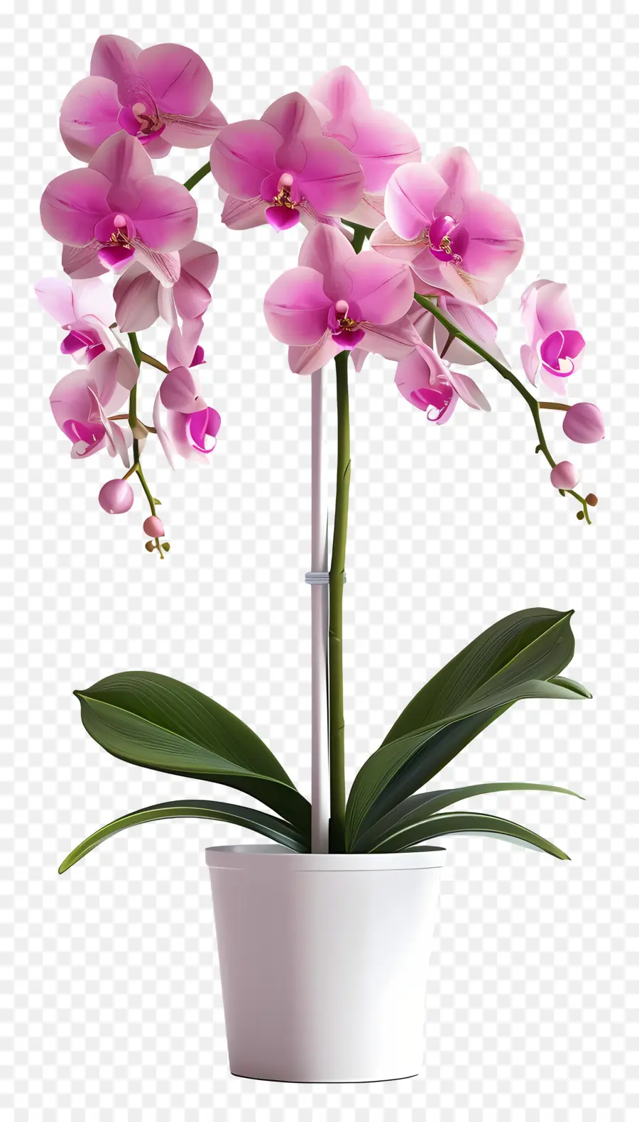 Flores De Orquídeas En Macetas，Orquídea PNG