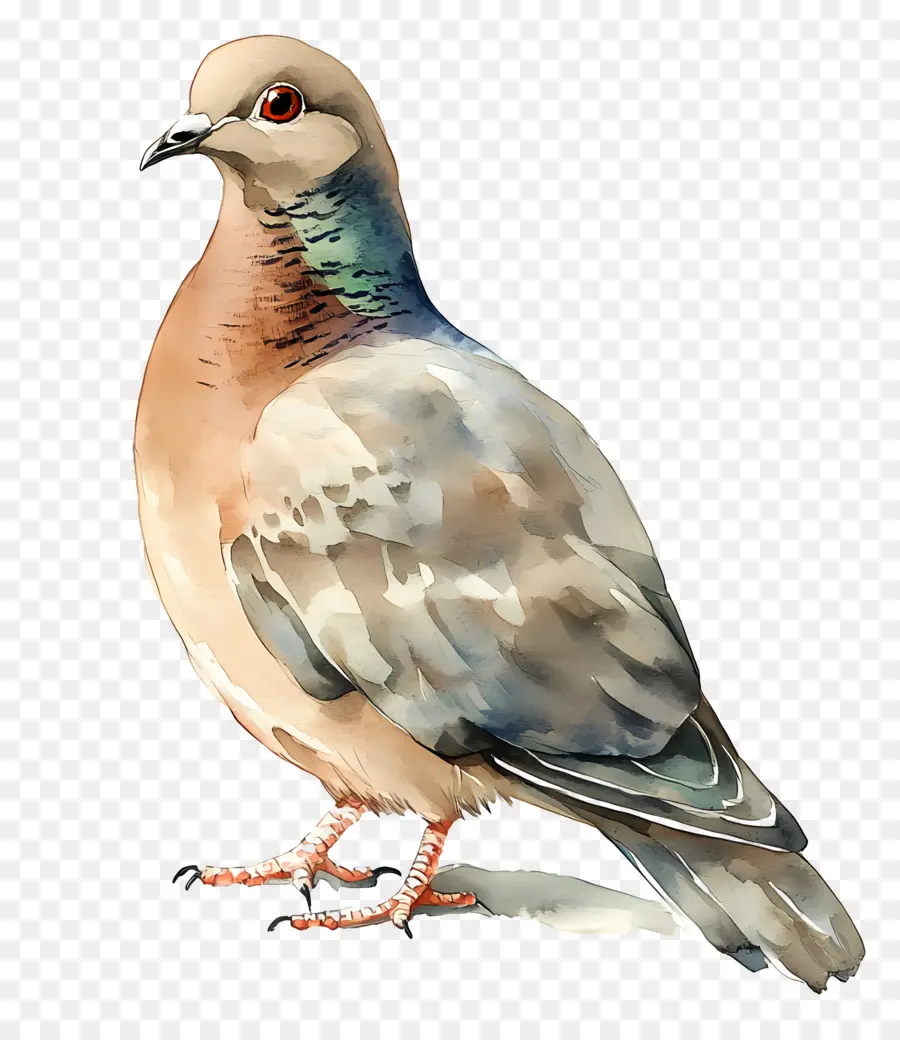 Pájaro Acuarela，Paloma PNG