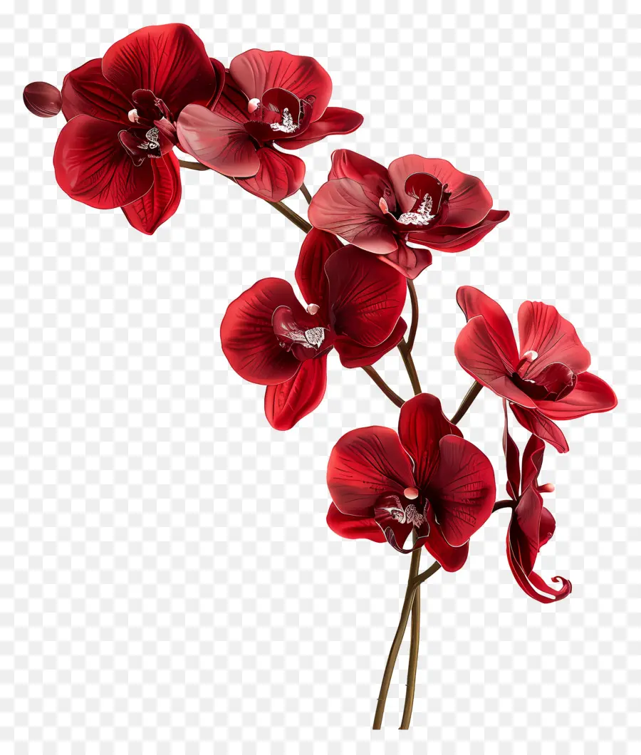 Flor De Orquídea，Orquídea Roja PNG