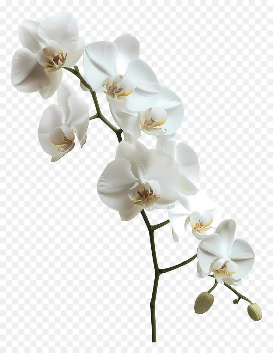 Flor De Orquídea，Orquídea Blanca PNG