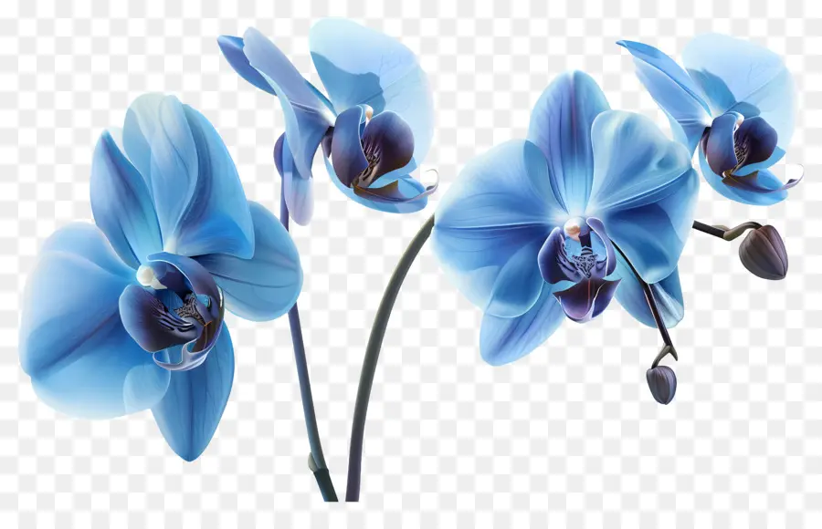 Flor De Orquídea，Orquídea Azul PNG