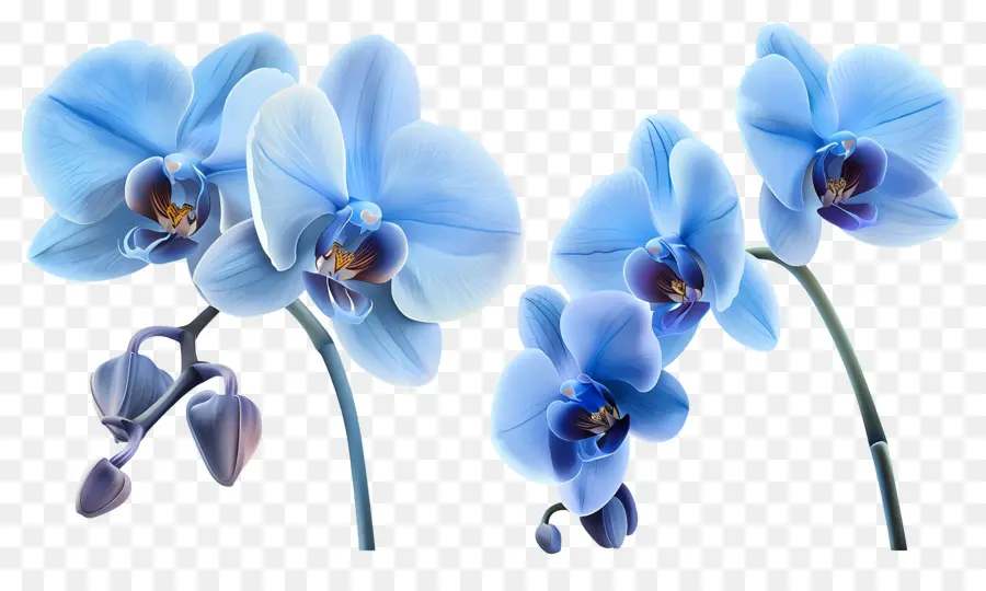 Flor De Orquídea，Orquídea Azul PNG