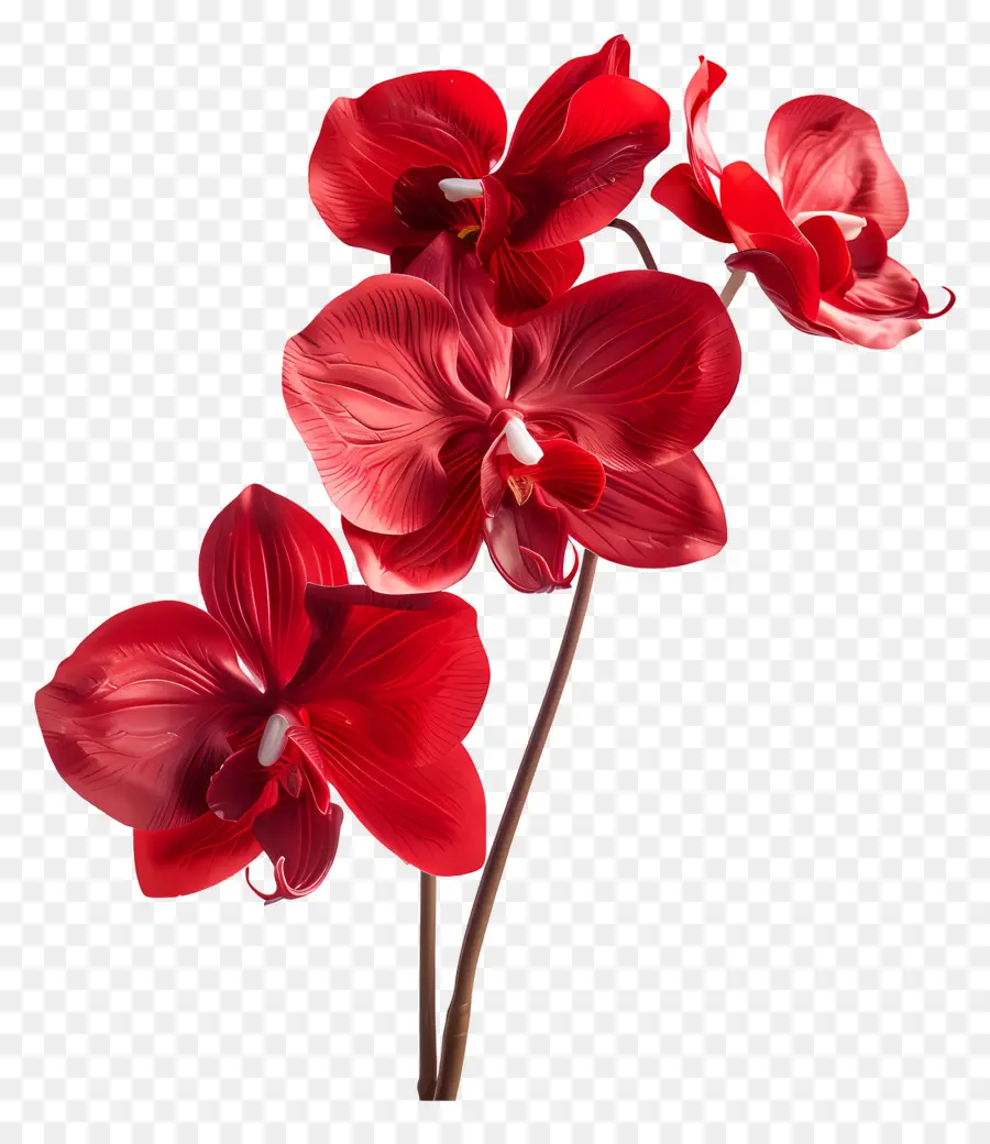 Flor De Orquídea，Orquídeas Rojas PNG