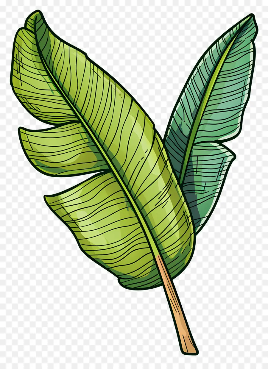 Hoja Tropical，Hojas Verdes PNG