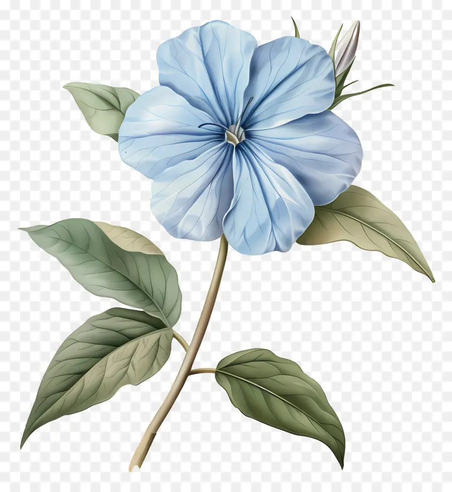 Flor Pequeña，Flor Azul PNG