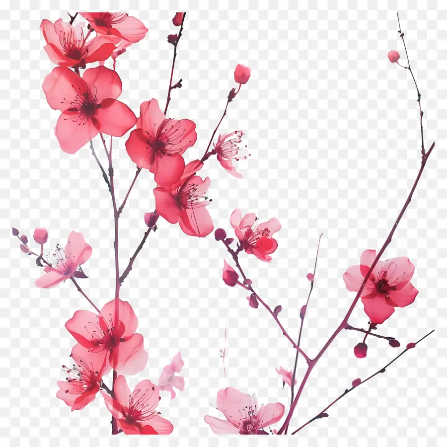 Fondo Rosa，Flores Rojas PNG