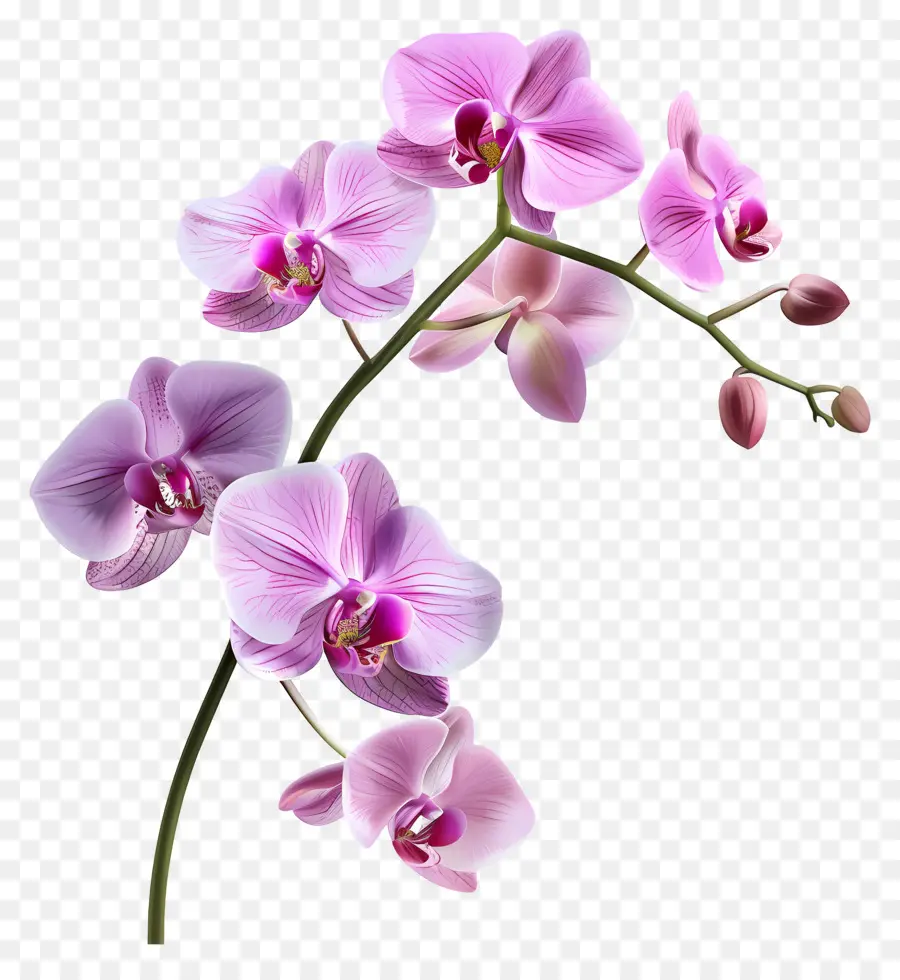 Flor De Orquídea，Orquídea Blanca PNG