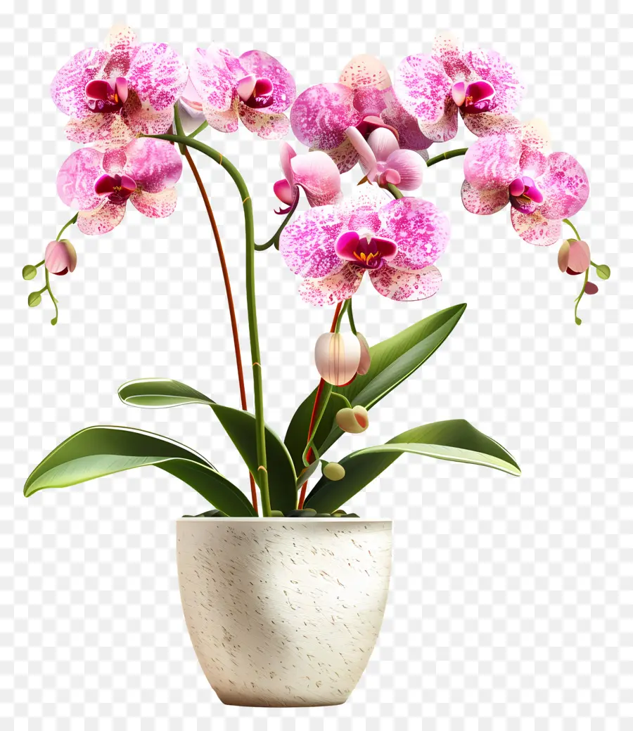 Flores De Orquídeas En Macetas，Orquídea PNG