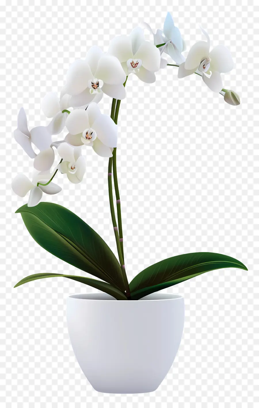 Flor De Orquídea，Orquídea Blanca PNG