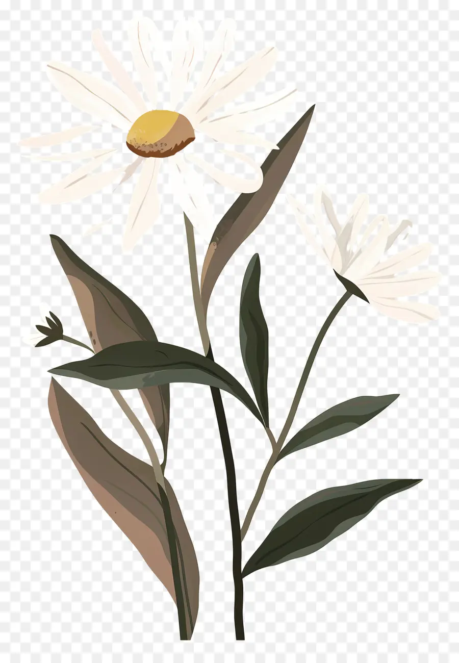 Flores De Margarita，Margarita PNG