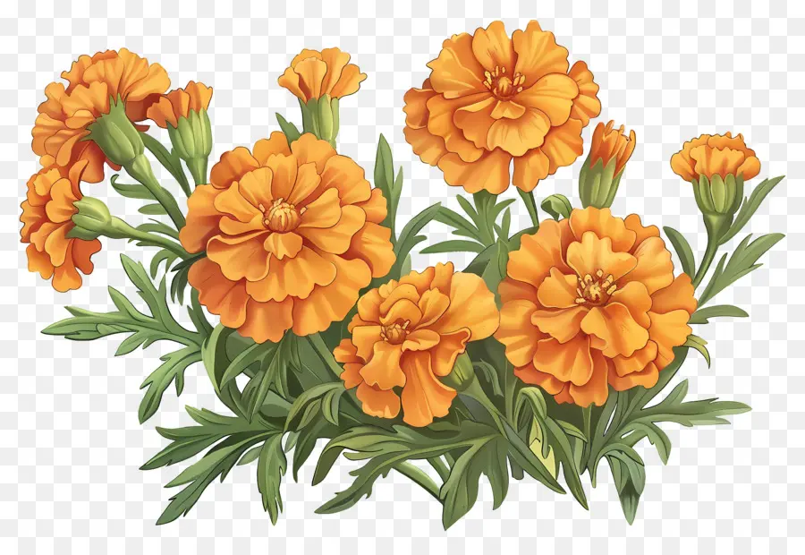 Flores De Caléndula，Caléndulas Naranjas PNG