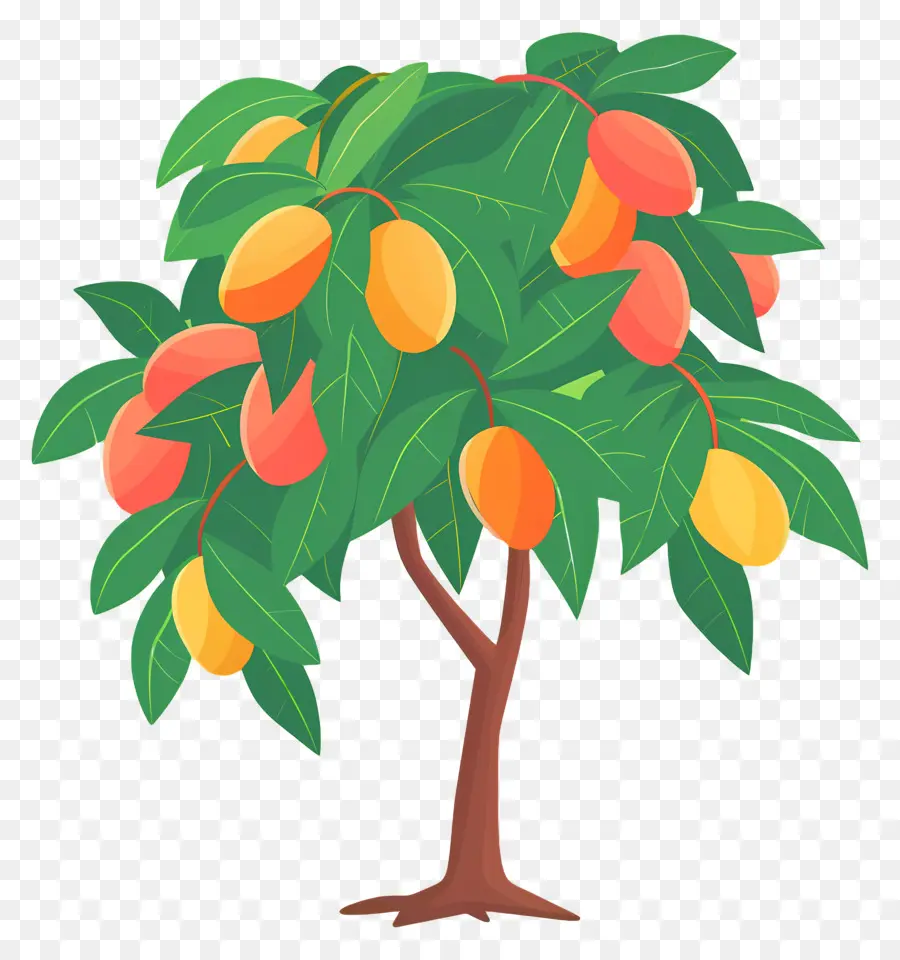 árbol De Mango，Fruta PNG