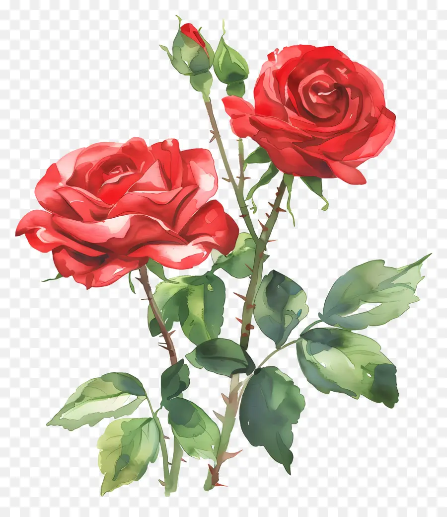 Flor Rosa，Rosas Rojas PNG