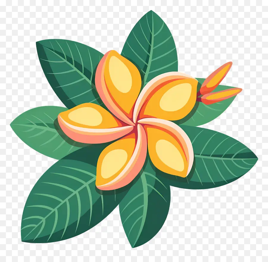 Flor De Plumeria，Flor Amarilla Y Rosa PNG