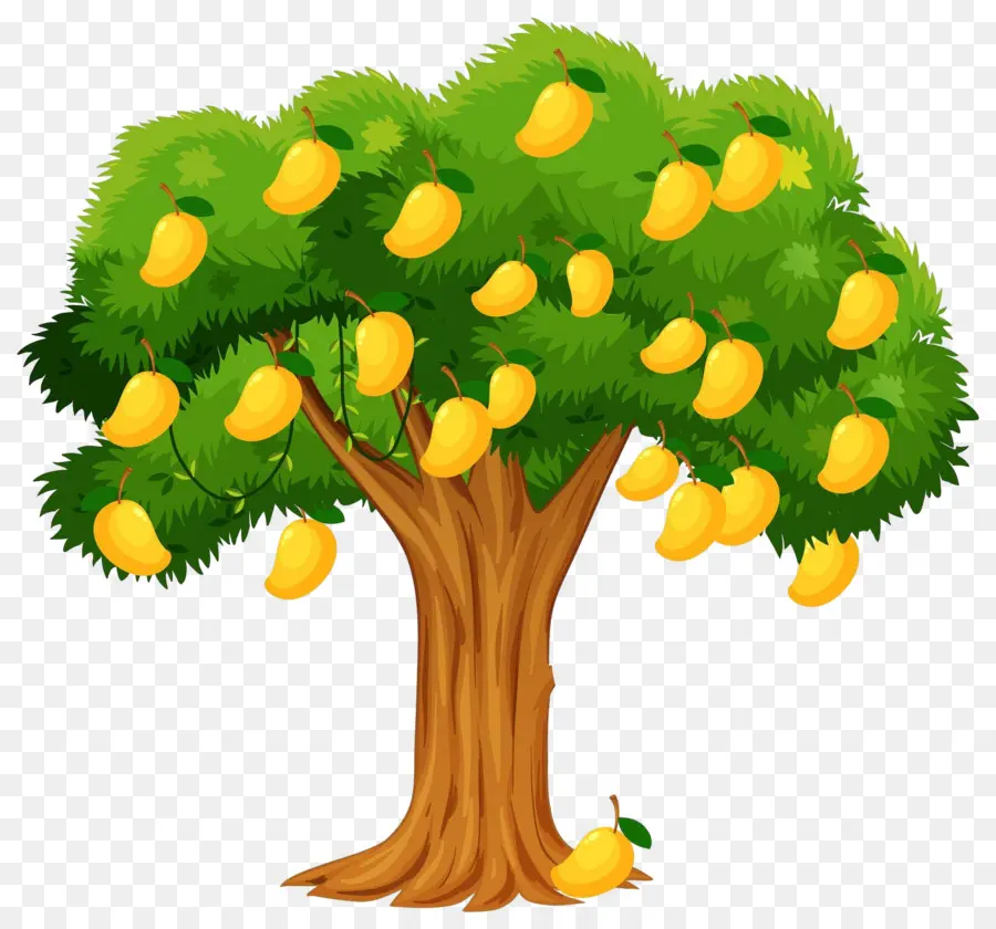 árbol De Mango，Fruta PNG