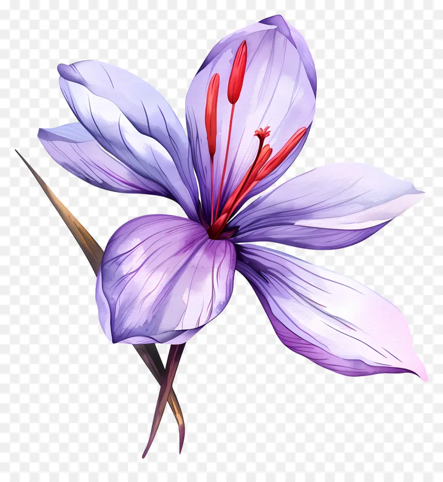 Flor De Azafrán，Flor Morada PNG