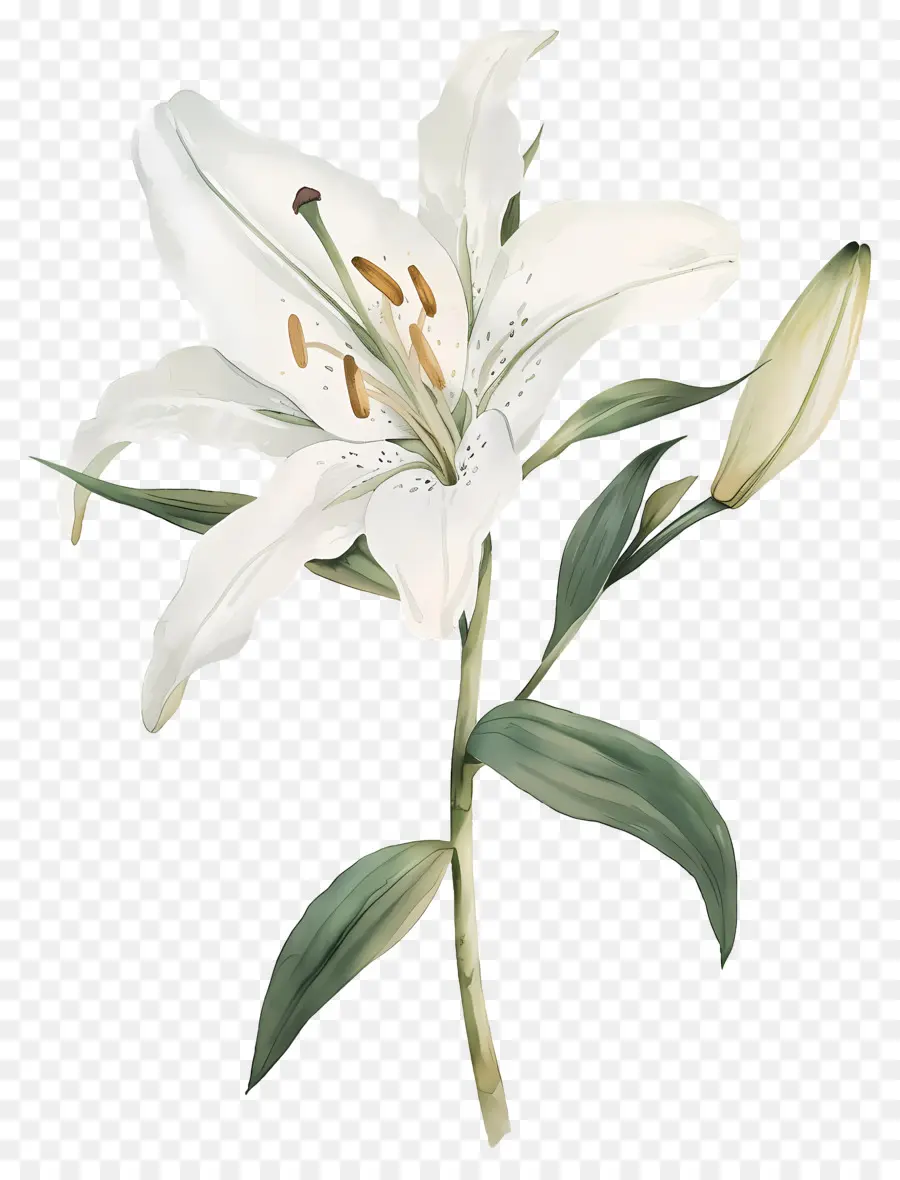 Flor De Lirio，Lirios Blancos PNG