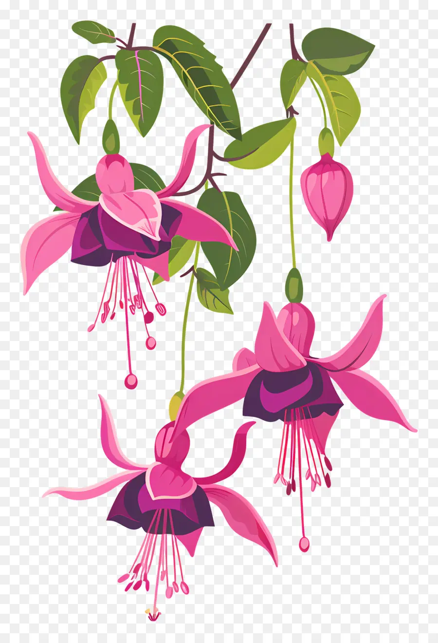 Flores Colgantes，Flores Rosadas Fucsias PNG